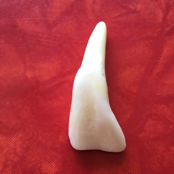 Bison Tooth for Necklace (No Chain) - Picture 1 of 2